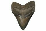 Fossil Megalodon Tooth - Chocolate Brown #200802-1